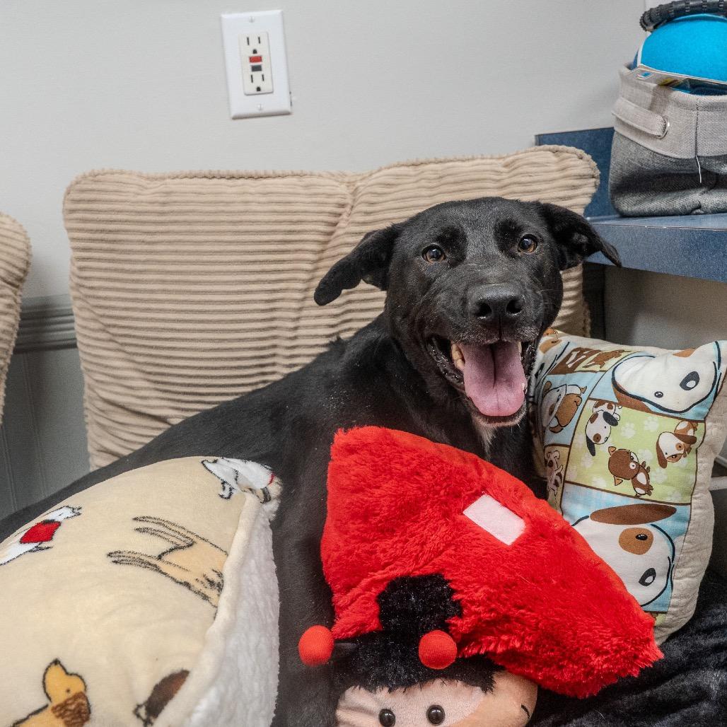 Enlarge Nona, a Adoptable mixed breed in Pawling, NY image 2/6