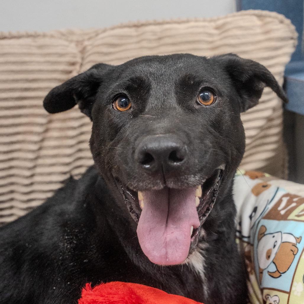 Enlarge Nona, a Adoptable mixed breed in Pawling, NY image 3/6