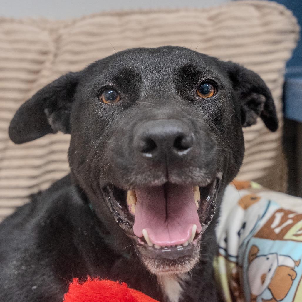 Enlarge Nona, a Adoptable mixed breed in Pawling, NY image 4/6