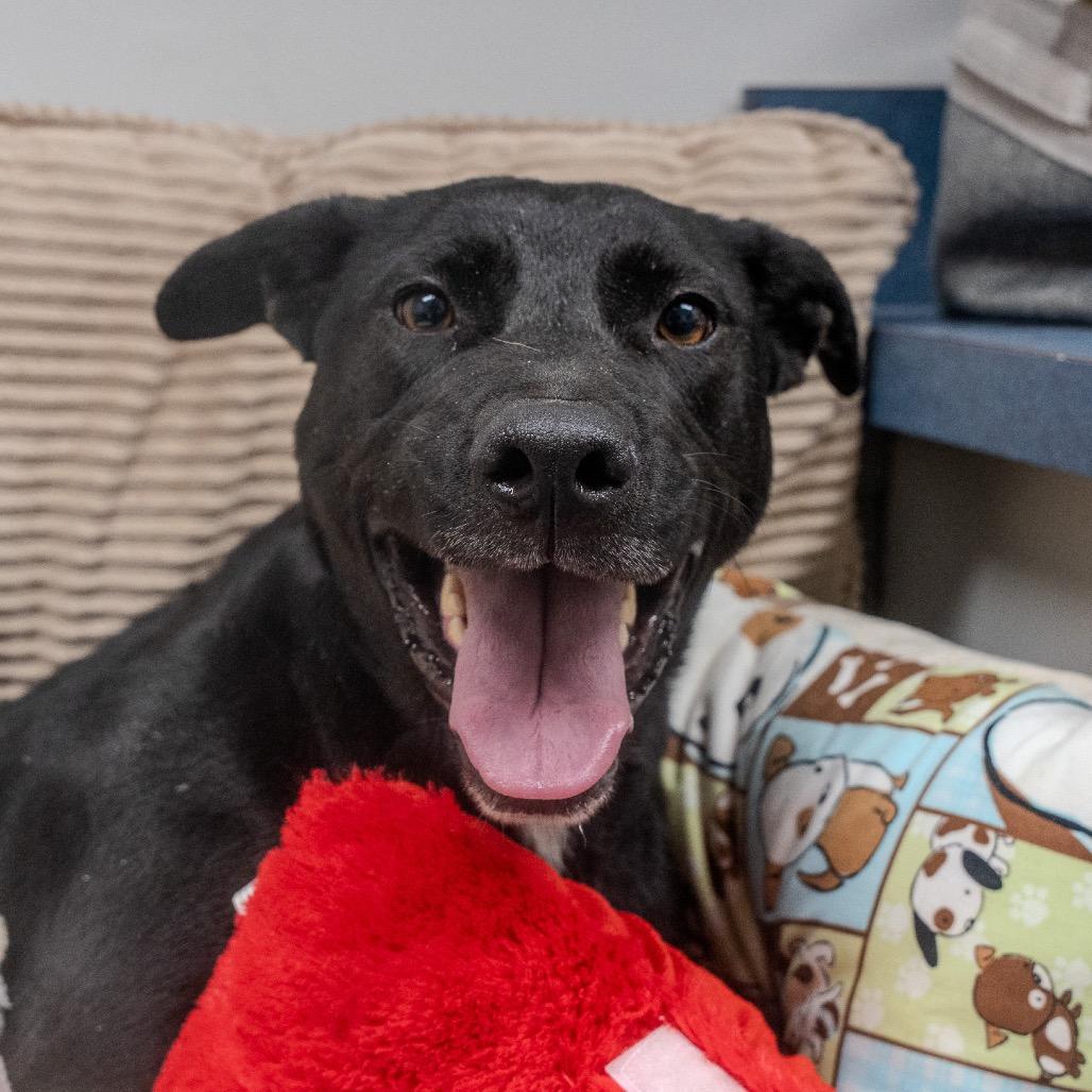 Enlarge Nona, a Adoptable mixed breed in Pawling, NY image 5/6