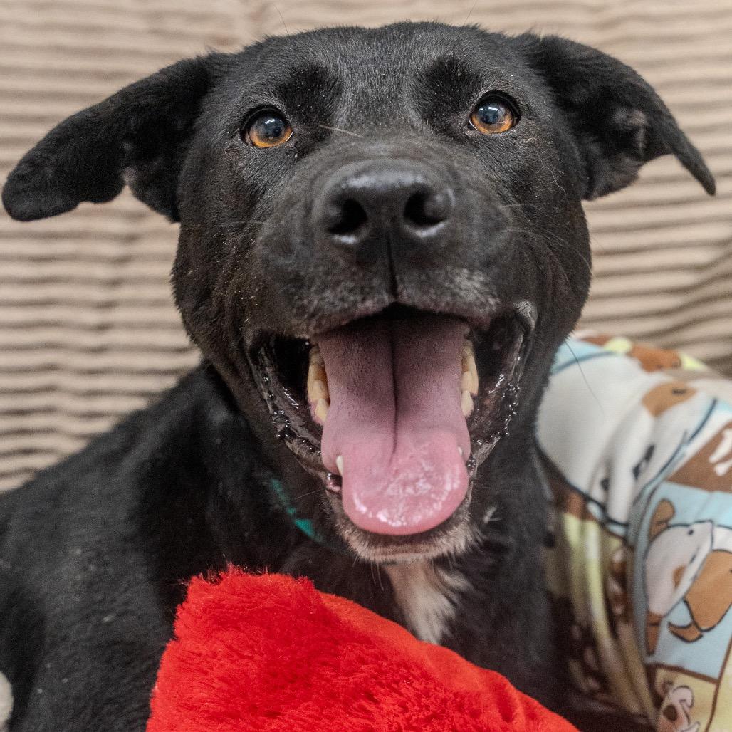 Enlarge Nona, a Adoptable mixed breed in Pawling, NY image 6/6