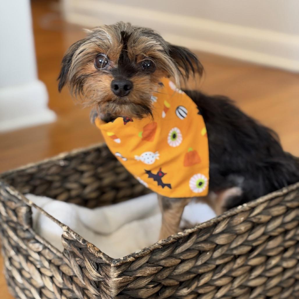 Pixie, Adoptable, Adult Female Yorkshire Terrier.