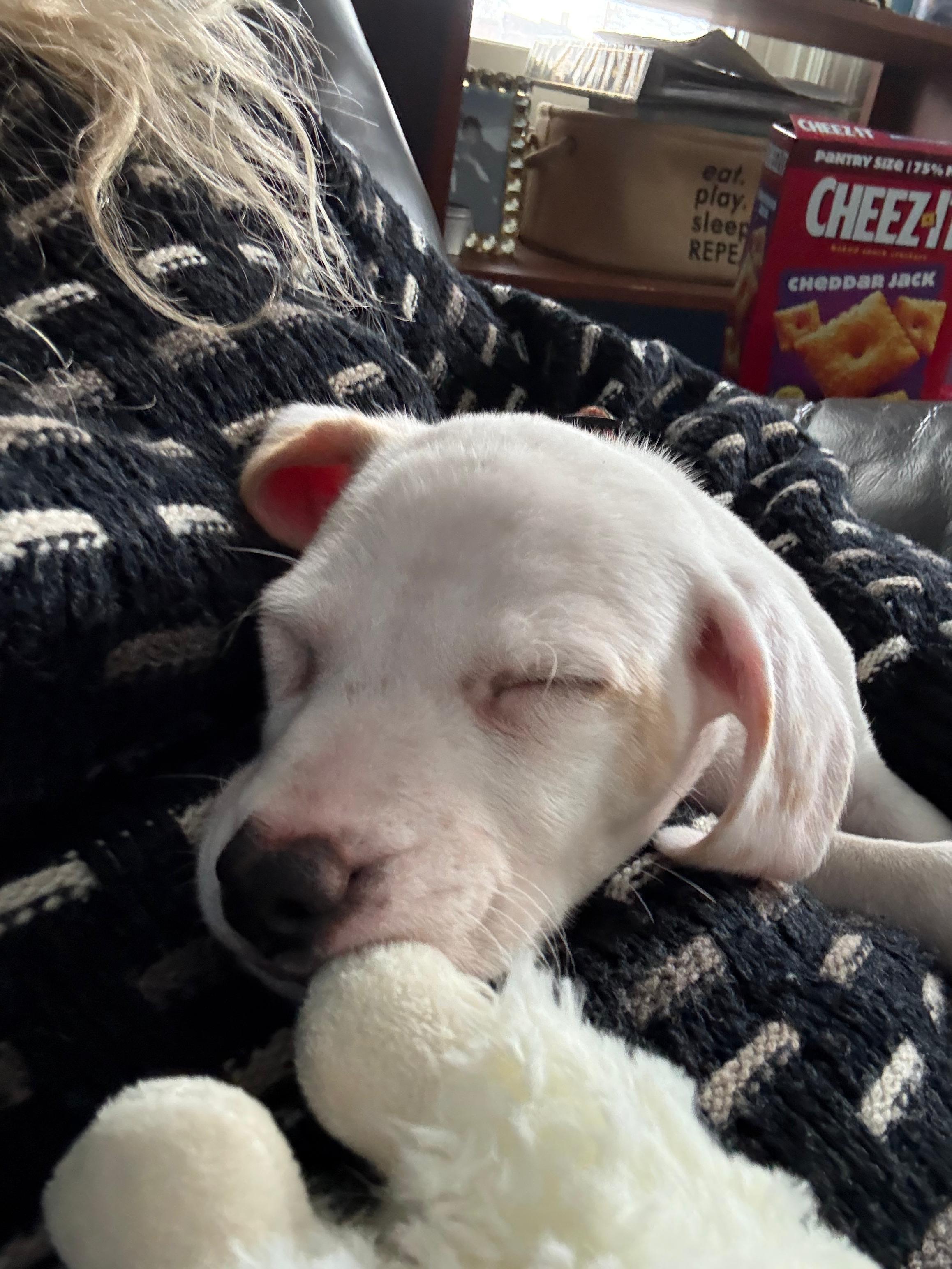 Enlarge Custard, an adopted mixed breed in Bensalem, PA image 2/4