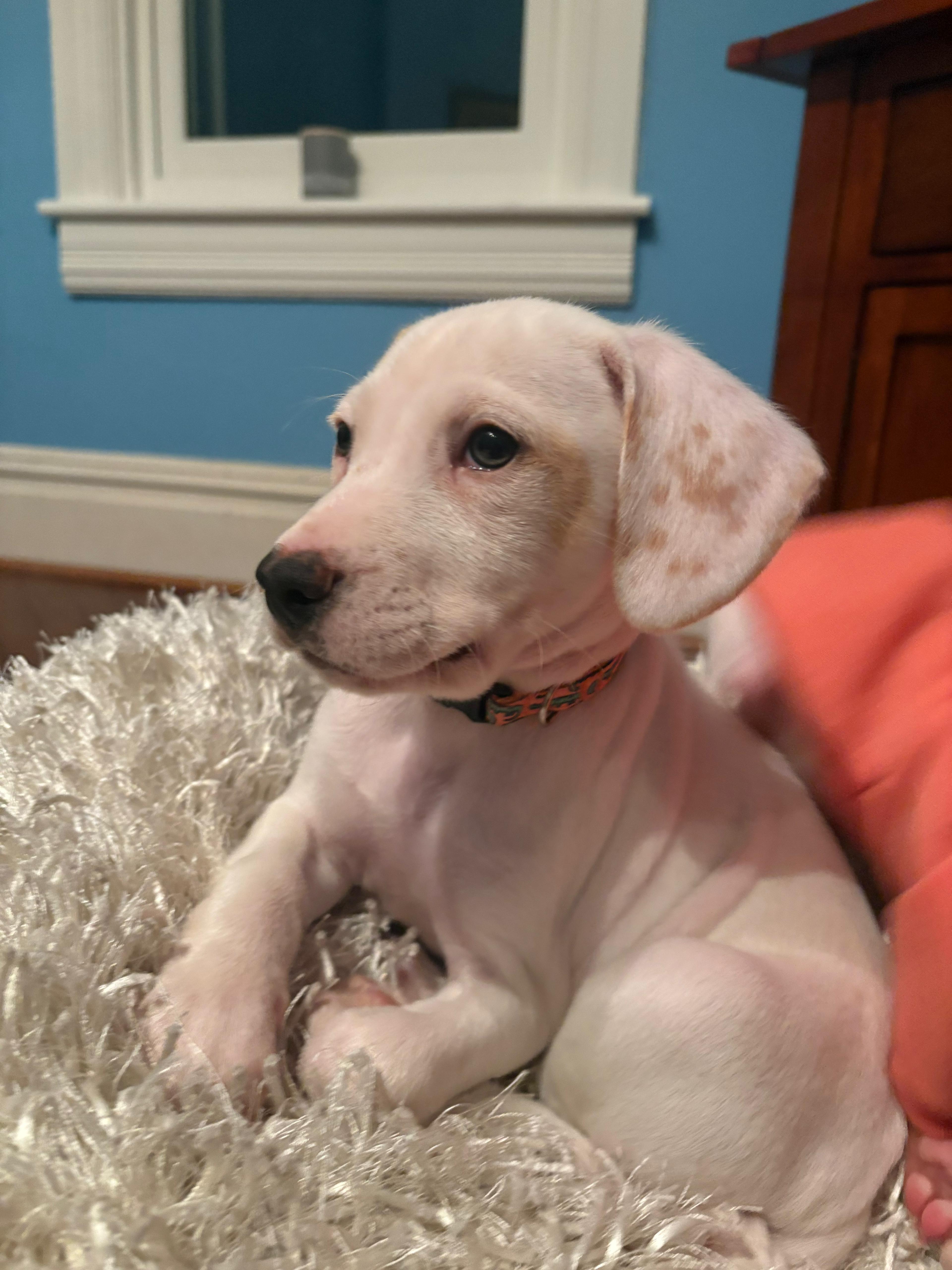 Enlarge Custard, an adopted mixed breed in Bensalem, PA image 1/4