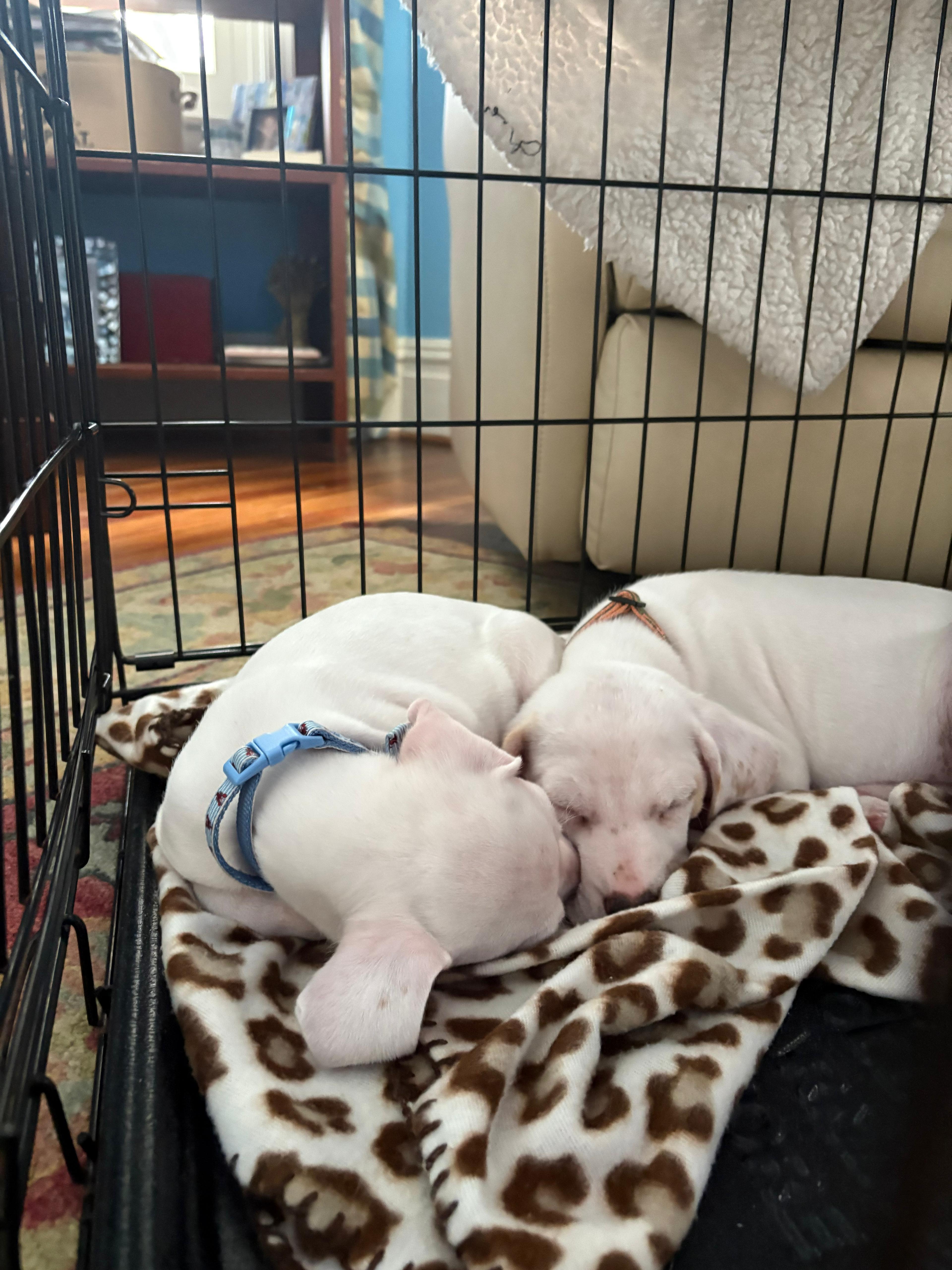 Enlarge Custard, an adopted mixed breed in Bensalem, PA image 4/4