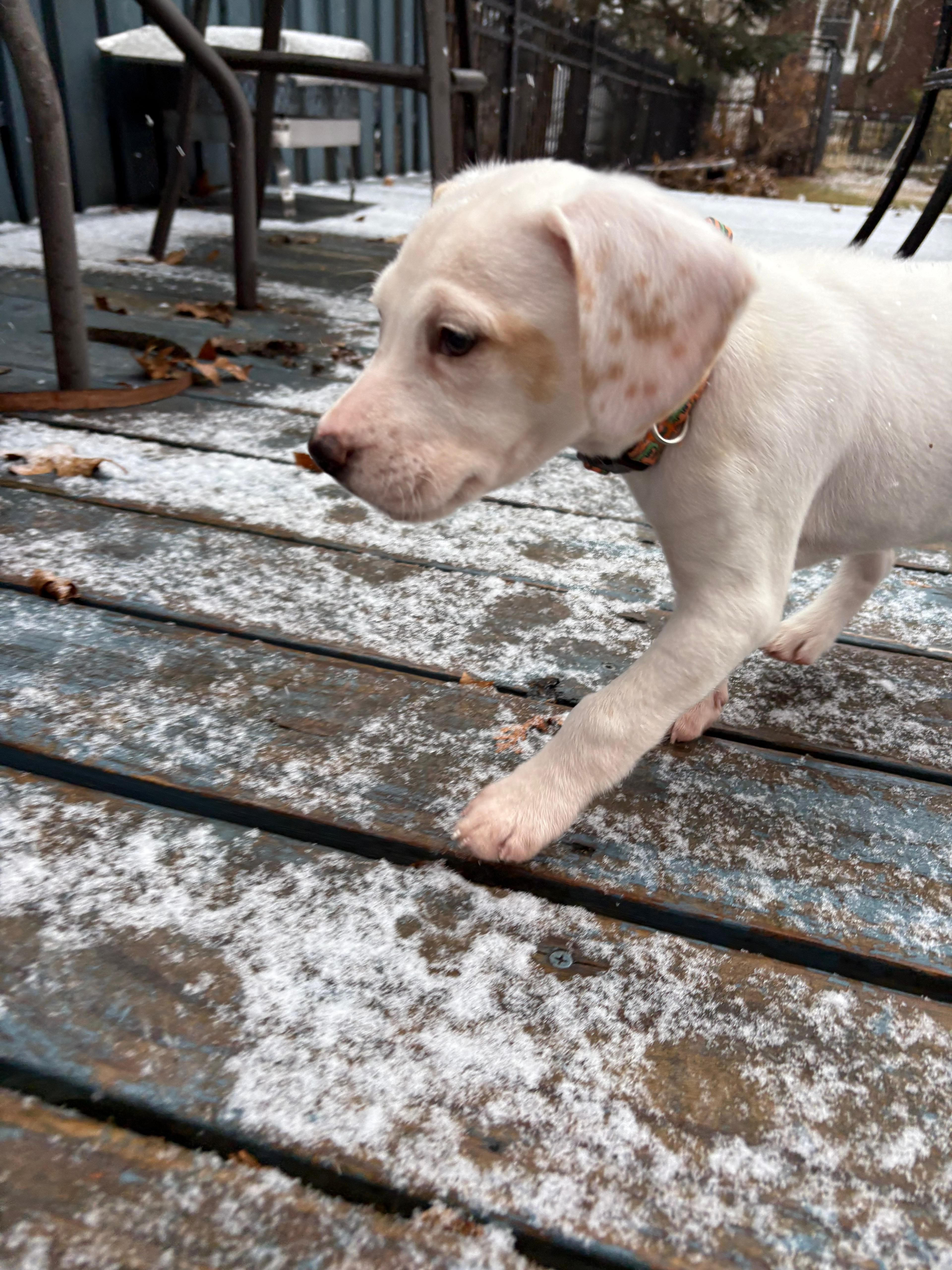 Enlarge Custard, an adopted mixed breed in Bensalem, PA image 3/4