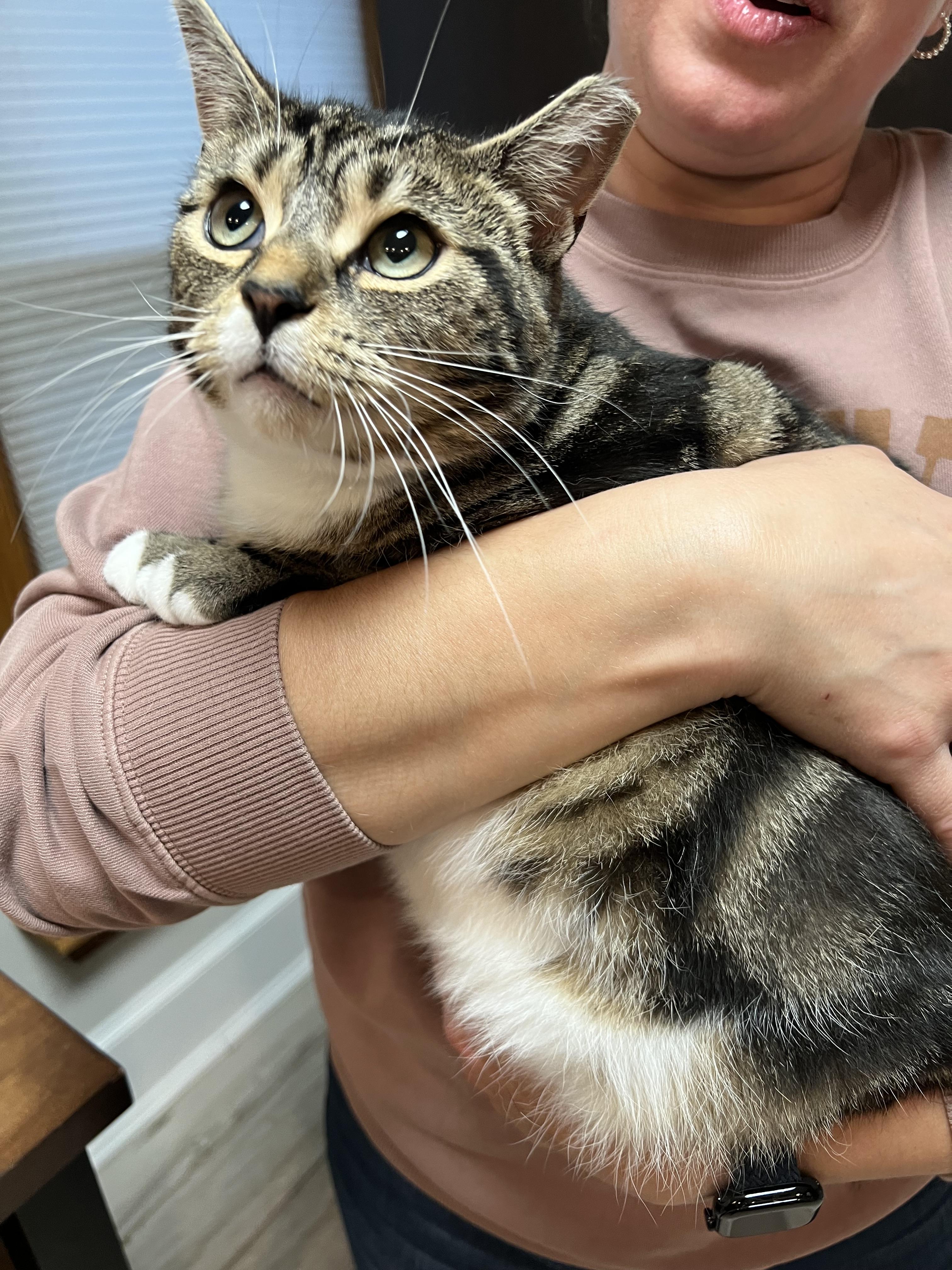 Enlarge Sophia, a ADOPTABLE Domestic Short Hair in Rochester , NY image 5/6