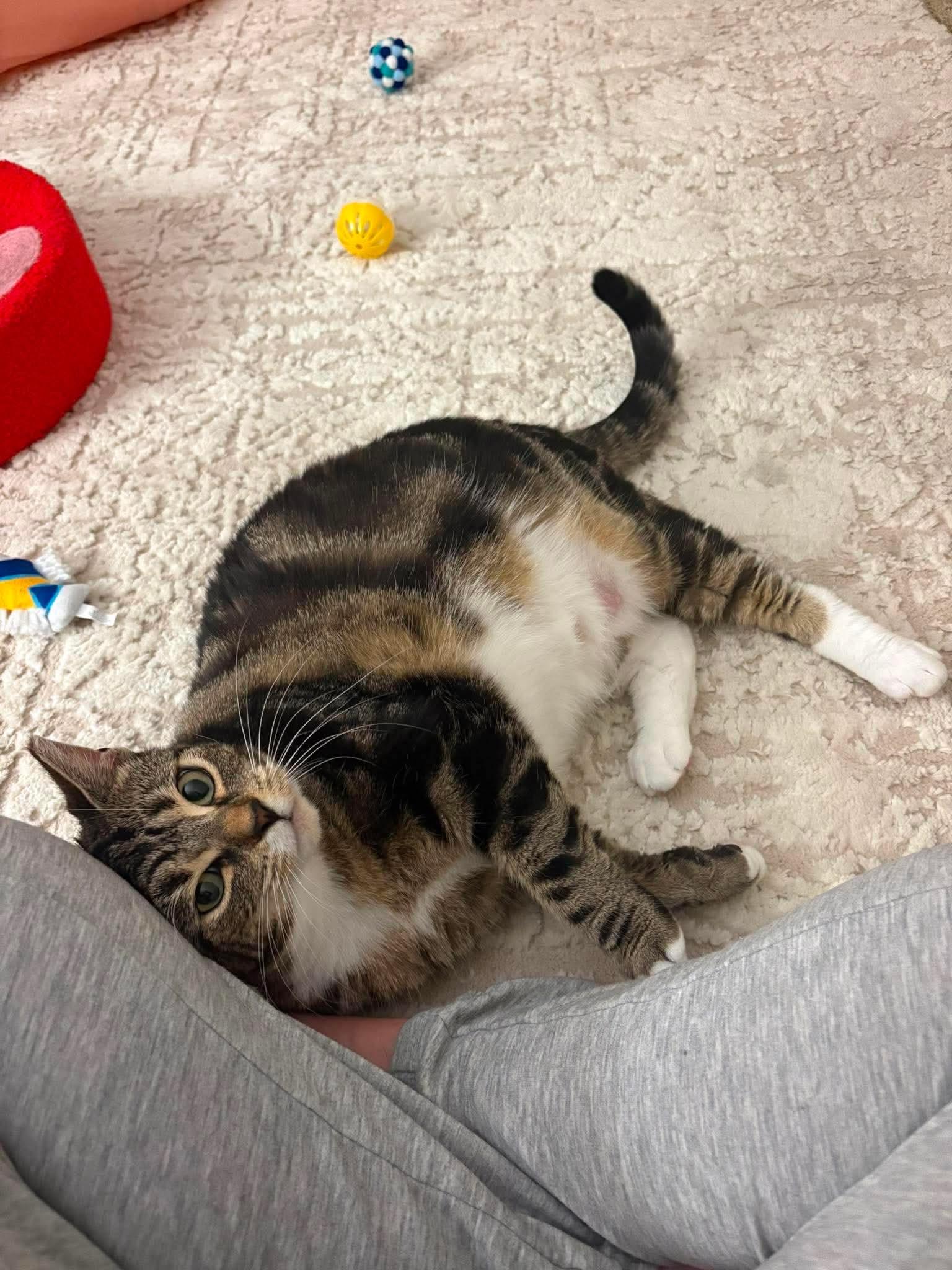 Enlarge Sophia, a ADOPTABLE Domestic Short Hair in Rochester , NY image 4/6