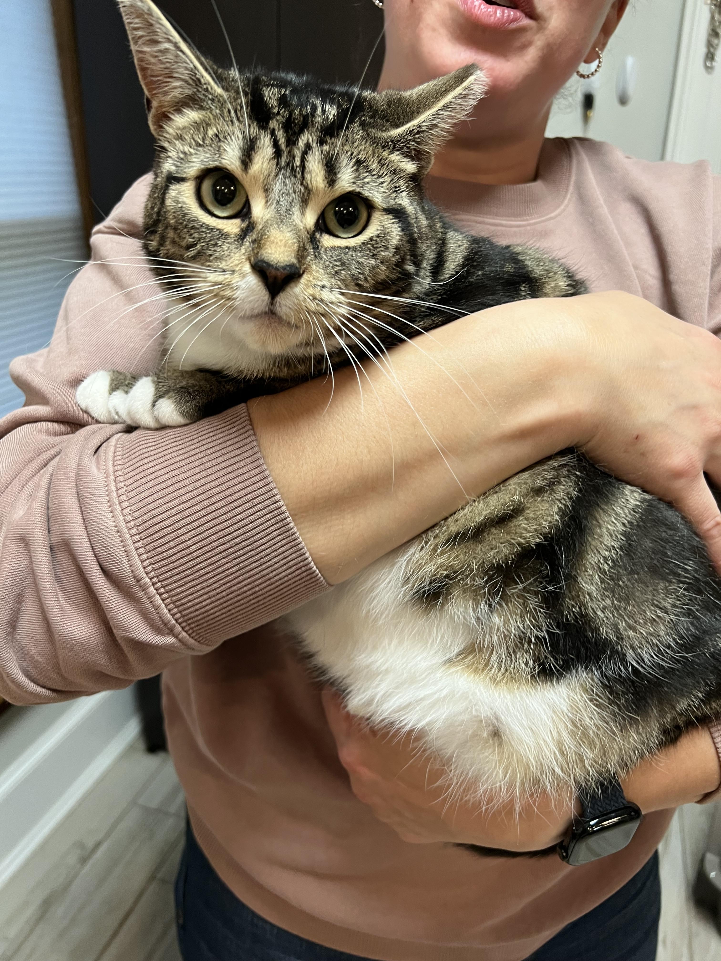 Enlarge Sophia, a ADOPTABLE Domestic Short Hair in Rochester , NY image 2/6