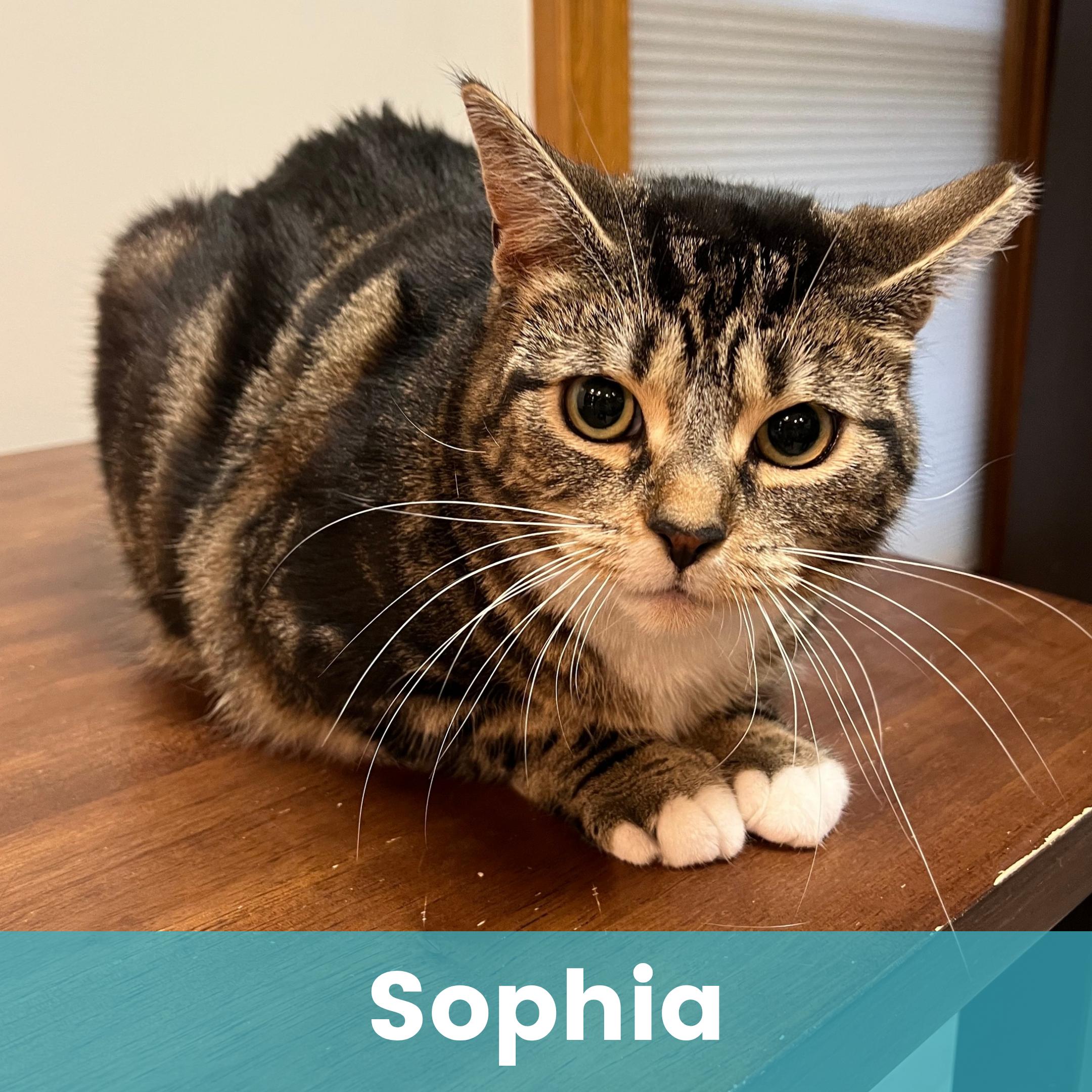 Enlarge Sophia, a ADOPTABLE Domestic Short Hair in Rochester , NY image 1/6