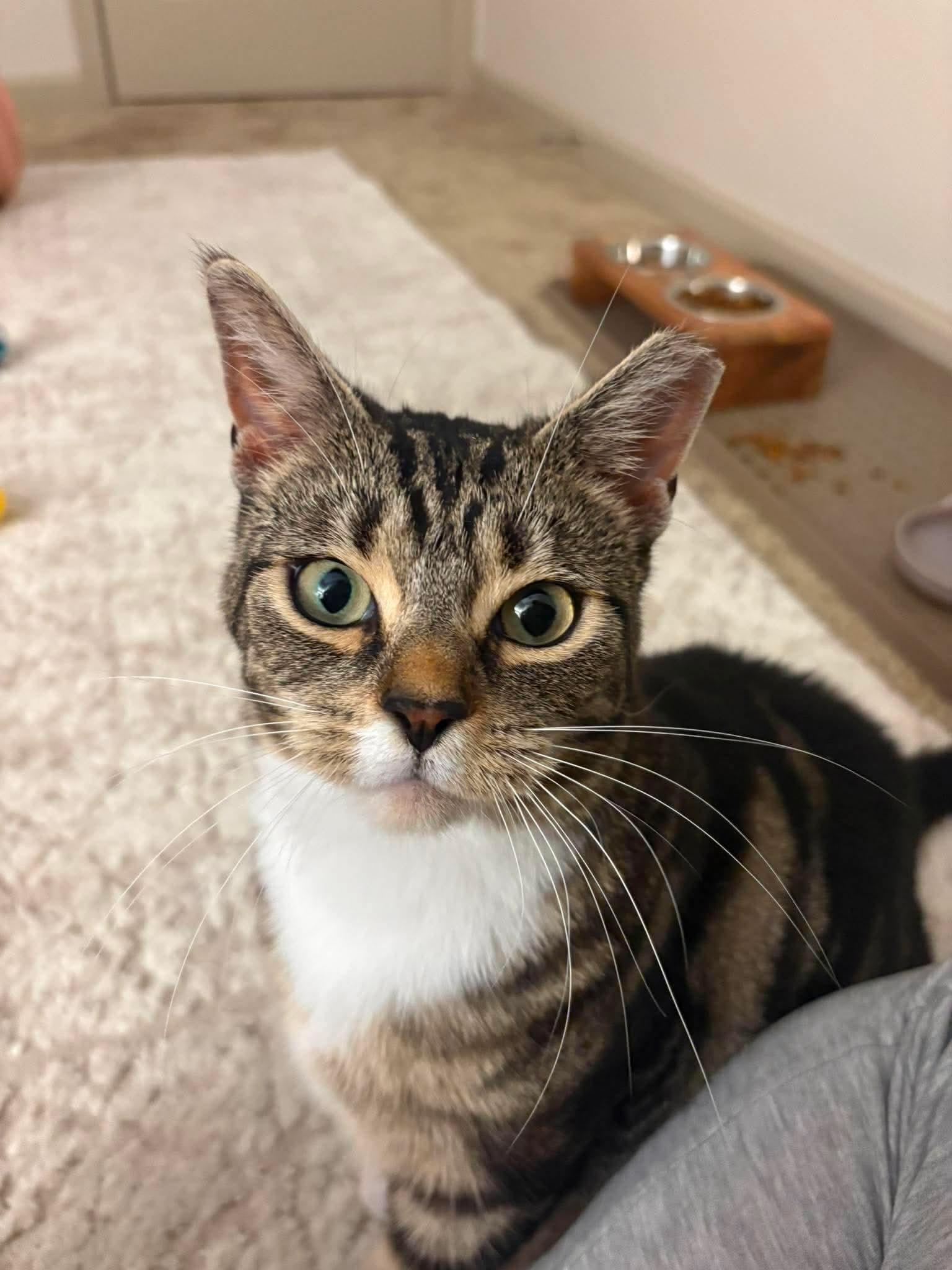 Enlarge Sophia, a ADOPTABLE Domestic Short Hair in Rochester , NY image 3/6