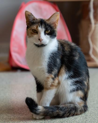 Kira, a Adoptable mixed breed in Pequot Lakes, MN image 1/3