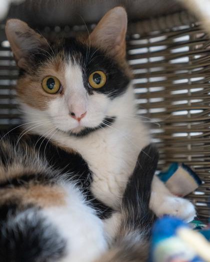 Kira, Adoptable, Kitten Female Domestic Medium Hair & Domestic Short Hair.