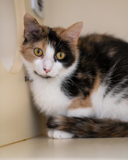 Kira, a Adoptable mixed breed in Pequot Lakes, MN image 3/3
