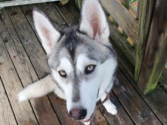 Zeus *COURTESY LISTING*, Adoptable, Adult Male Siberian Husky.