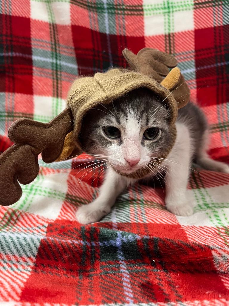 Pablo Escobar, Adopted, Kitten Male Domestic Short Hair.