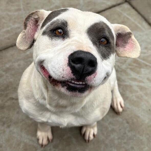 Betty Sue, a Adoptable mixed breed in Turlock, CA image 1/6