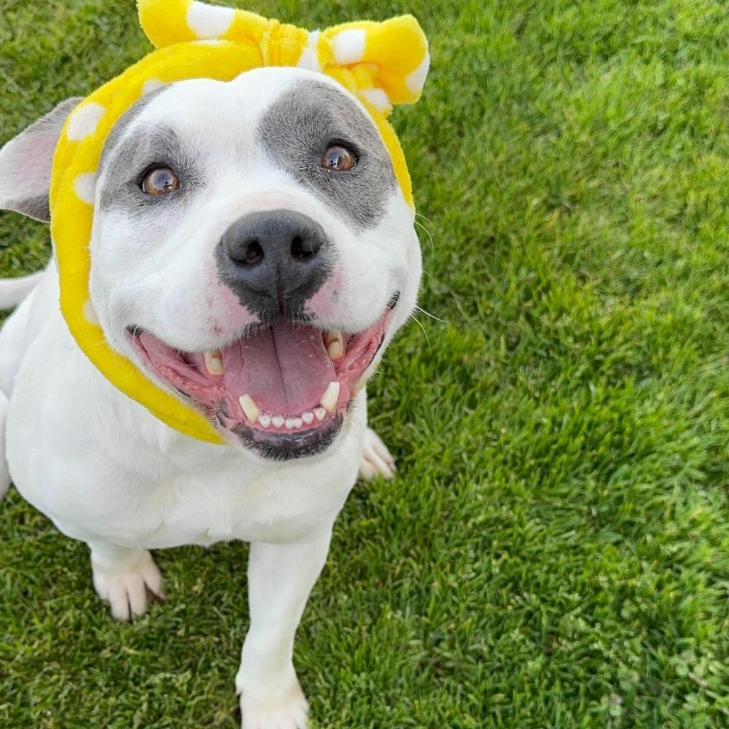 Betty Sue, a Adoptable mixed breed in Turlock, CA image 2/6
