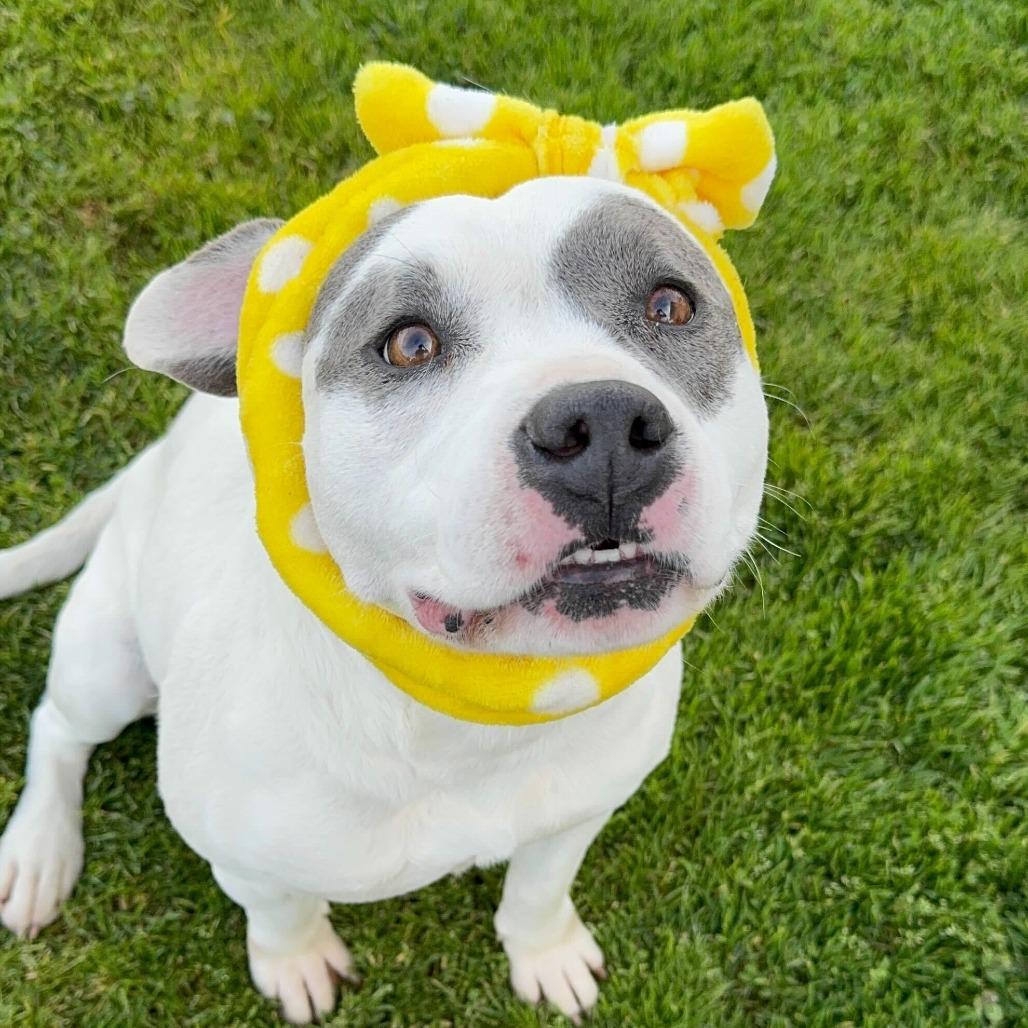 Betty Sue, a Adoptable mixed breed in Turlock, CA image 3/6