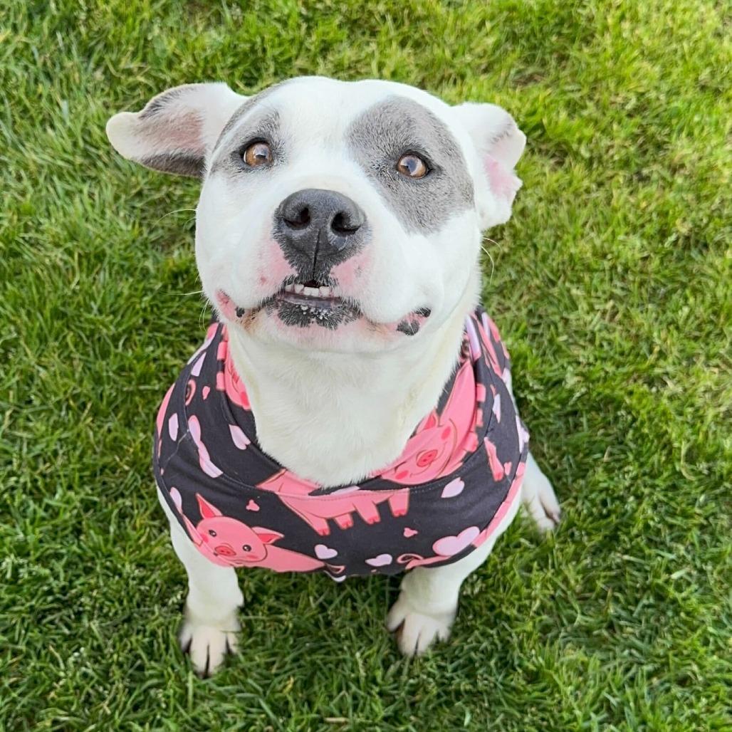 Betty Sue, a Adoptable mixed breed in Turlock, CA image 4/6