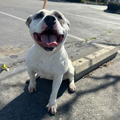 Betty Sue, a Adoptable mixed breed in Turlock, CA image 5/6