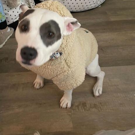 Enlarge Betty Sue, a Adoptable mixed breed in Turlock, CA image 5/6