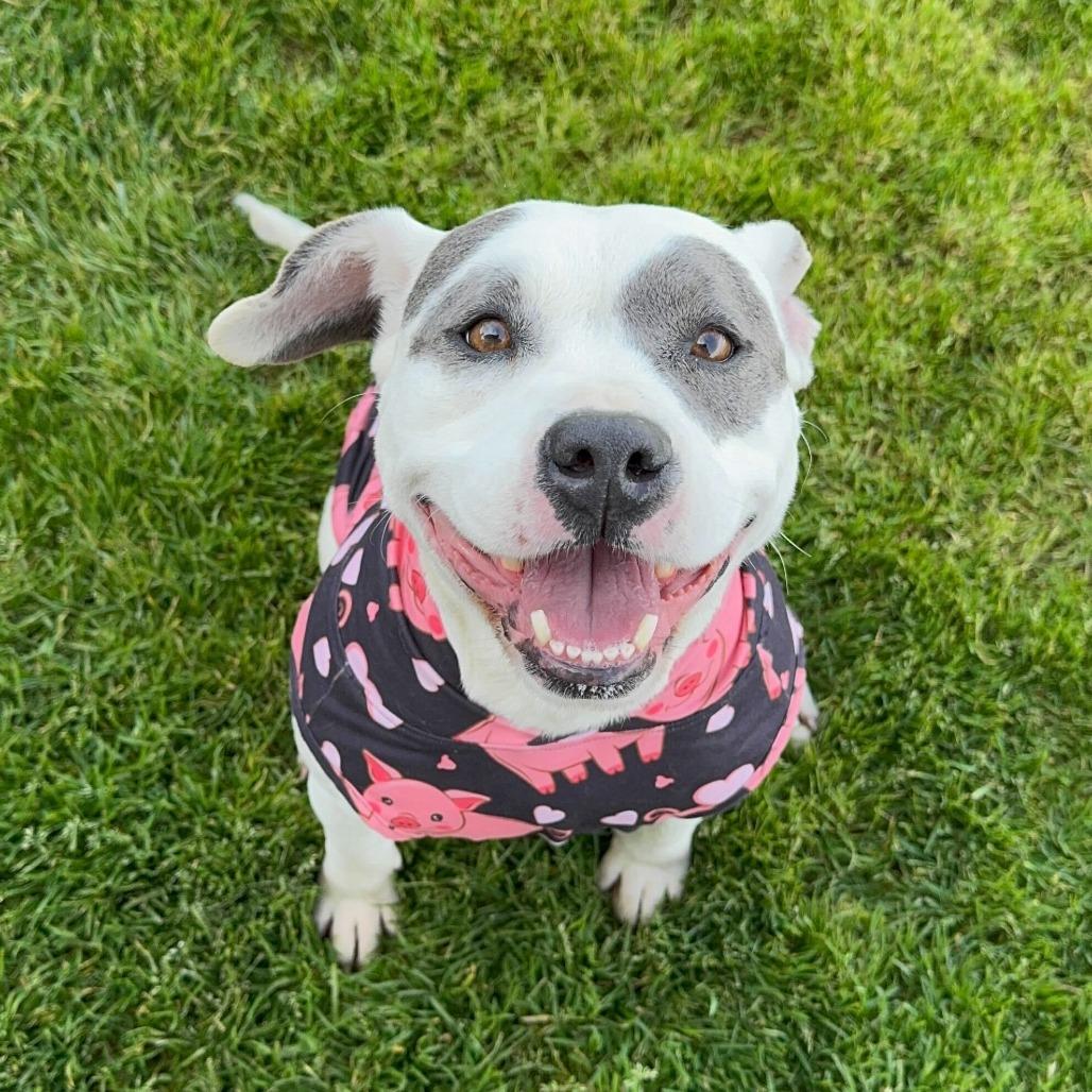 Betty Sue, a Adoptable mixed breed in Turlock, CA image 6/6
