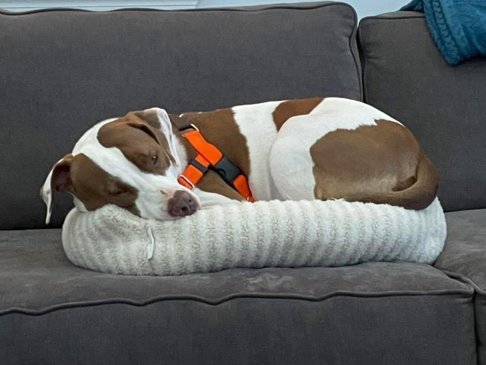 Peaches-sweet treat, Adoptable, Adult Female Pit Bull Terrier.