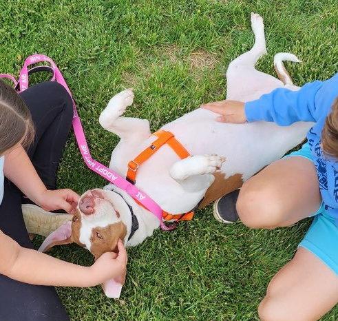 Peaches-sweet treat, a Adoptable Pit Bull Terrier in Oakhurst, NJ image 3/3