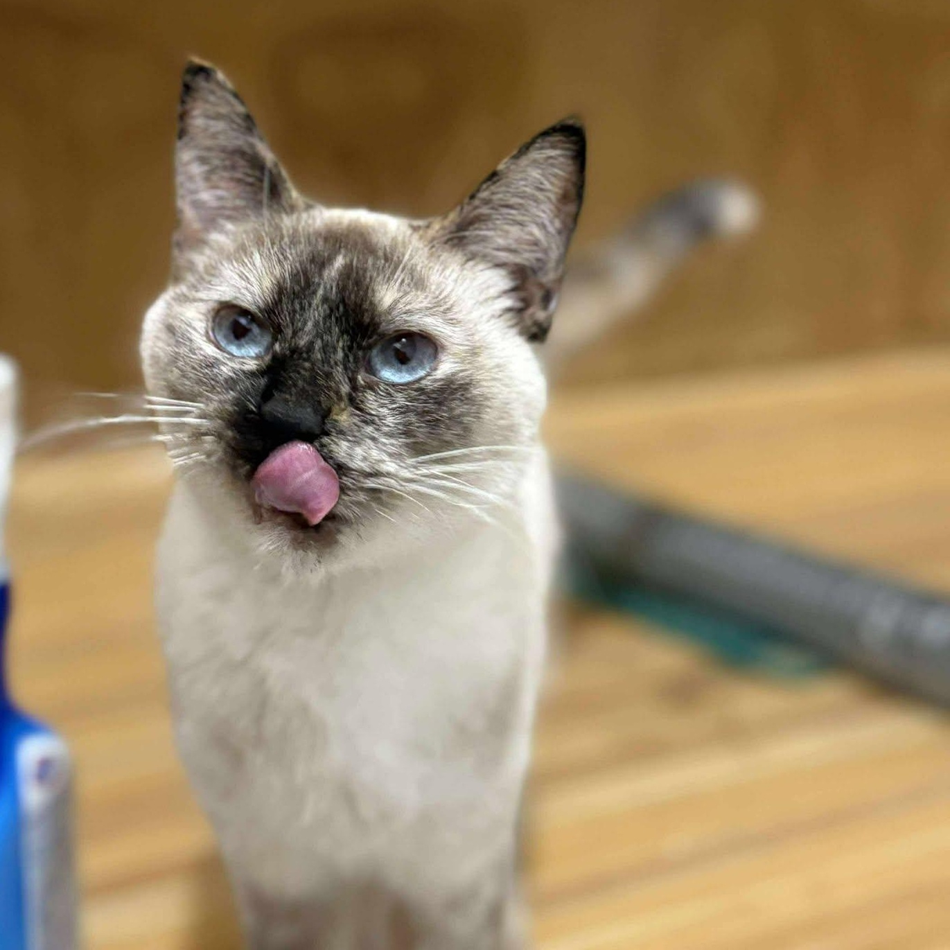 Enlarge Raven, a Adoptable Domestic Short Hair in Las Cruces, NM image 1/2