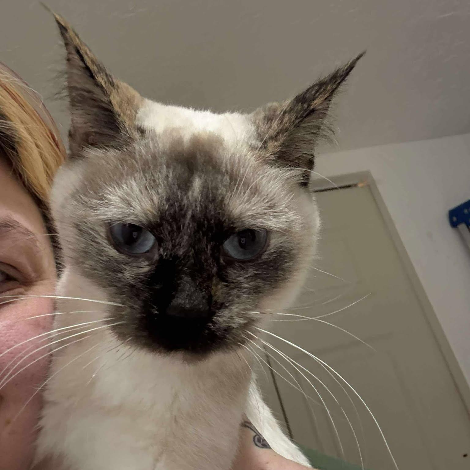 Enlarge Raven, a Adoptable Domestic Short Hair in Las Cruces, NM image 2/2