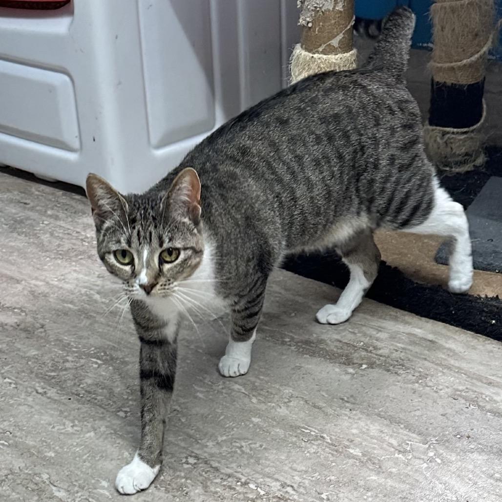 Enlarge Paprika, a Adoptable Domestic Short Hair in Hinesville, GA image 2/2