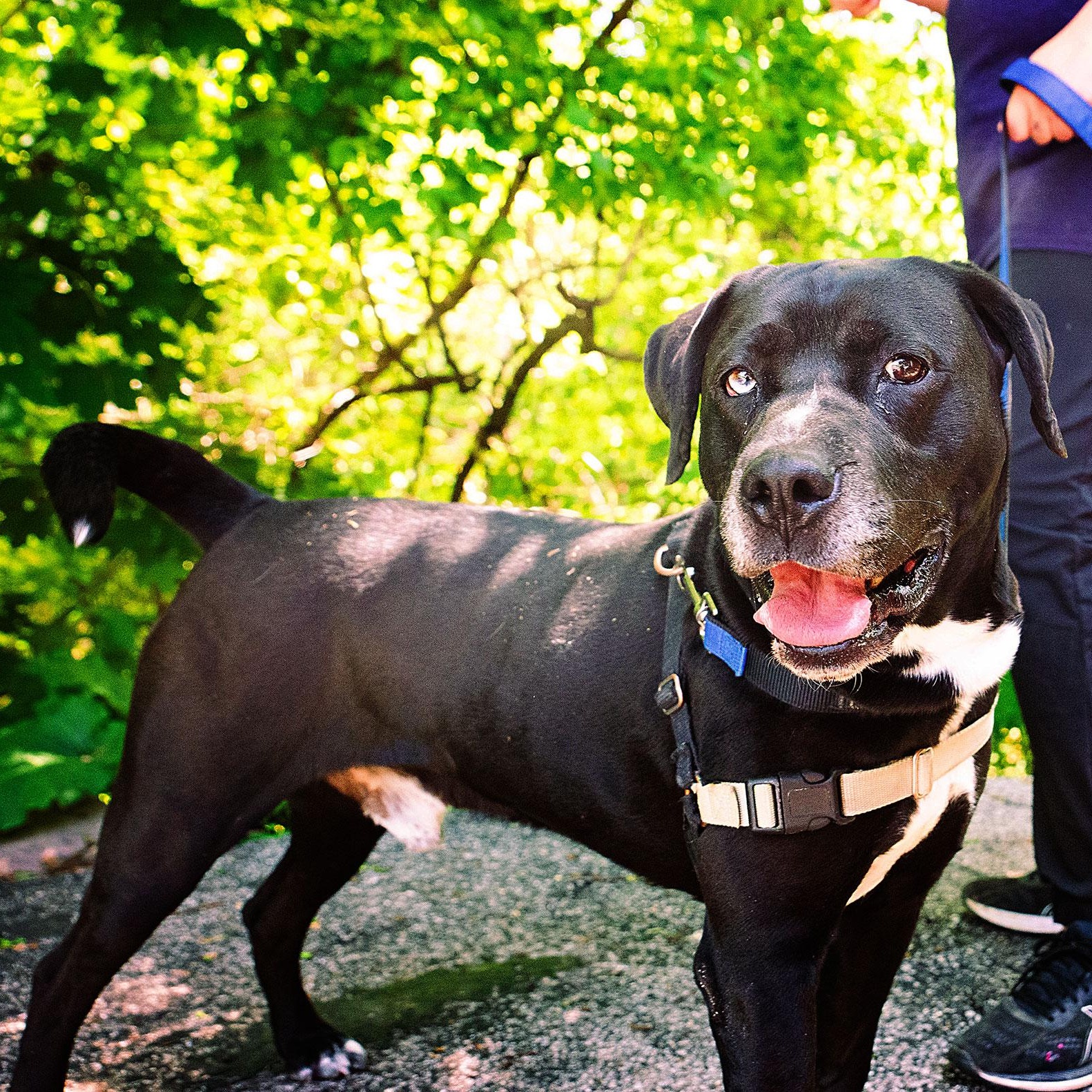 Enlarge Kramer, a Adoptable Mixed Breed in Adrian, MI image 3/6
