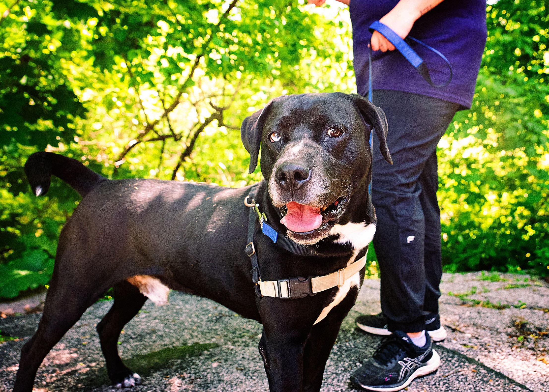 Enlarge Kramer, a Adoptable Mixed Breed in Adrian, MI image 2/6