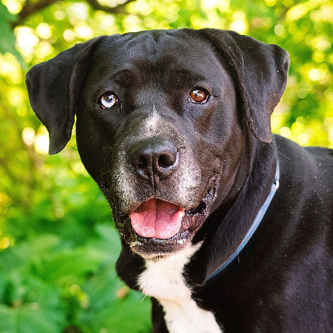 Kramer, Adoptable, Adult Male Mixed Breed.