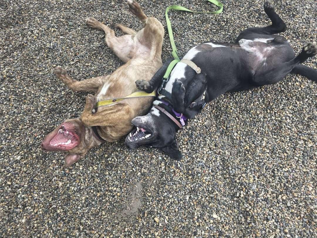 Enlarge Kramer, a Adoptable Mixed Breed in Adrian, MI image 6/6