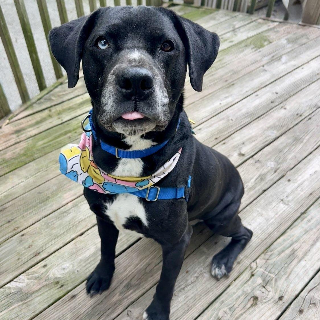 Kramer, Adoptable, Adult Male Mixed Breed.