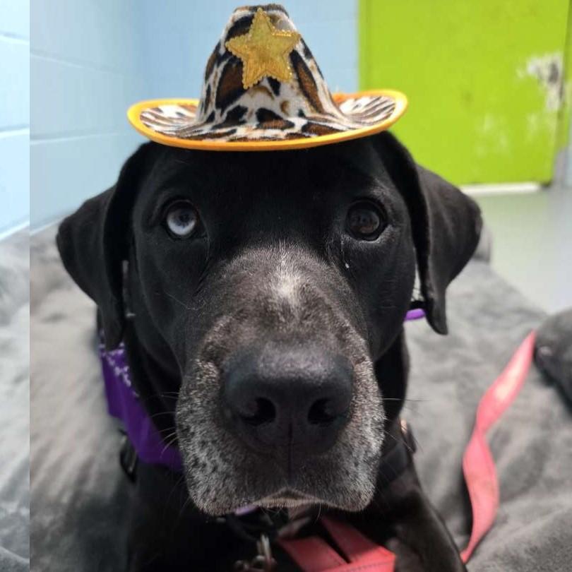 Enlarge Kramer, a Adoptable Mixed Breed in Adrian, MI image 5/6