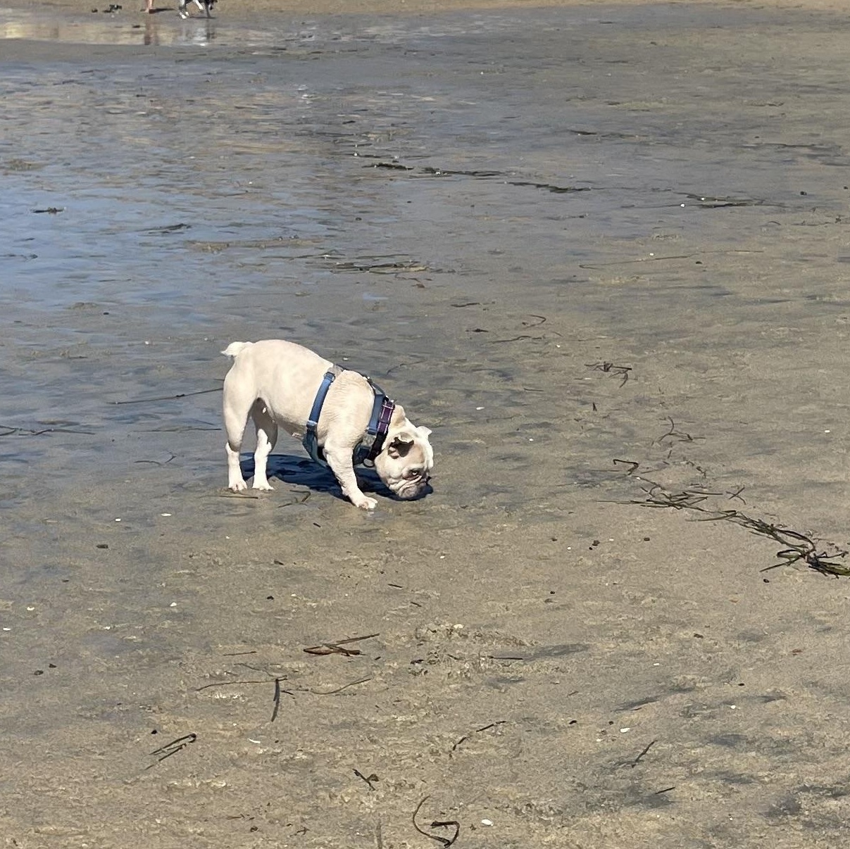 Enlarge Faith, a Adoptable French Bulldog in Rancho Santa Fe, CA image 3/5