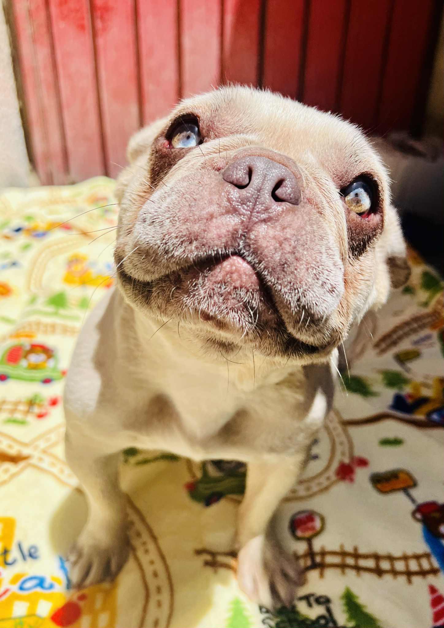 Enlarge Faith, a Adoptable French Bulldog in Rancho Santa Fe, CA image 2/4