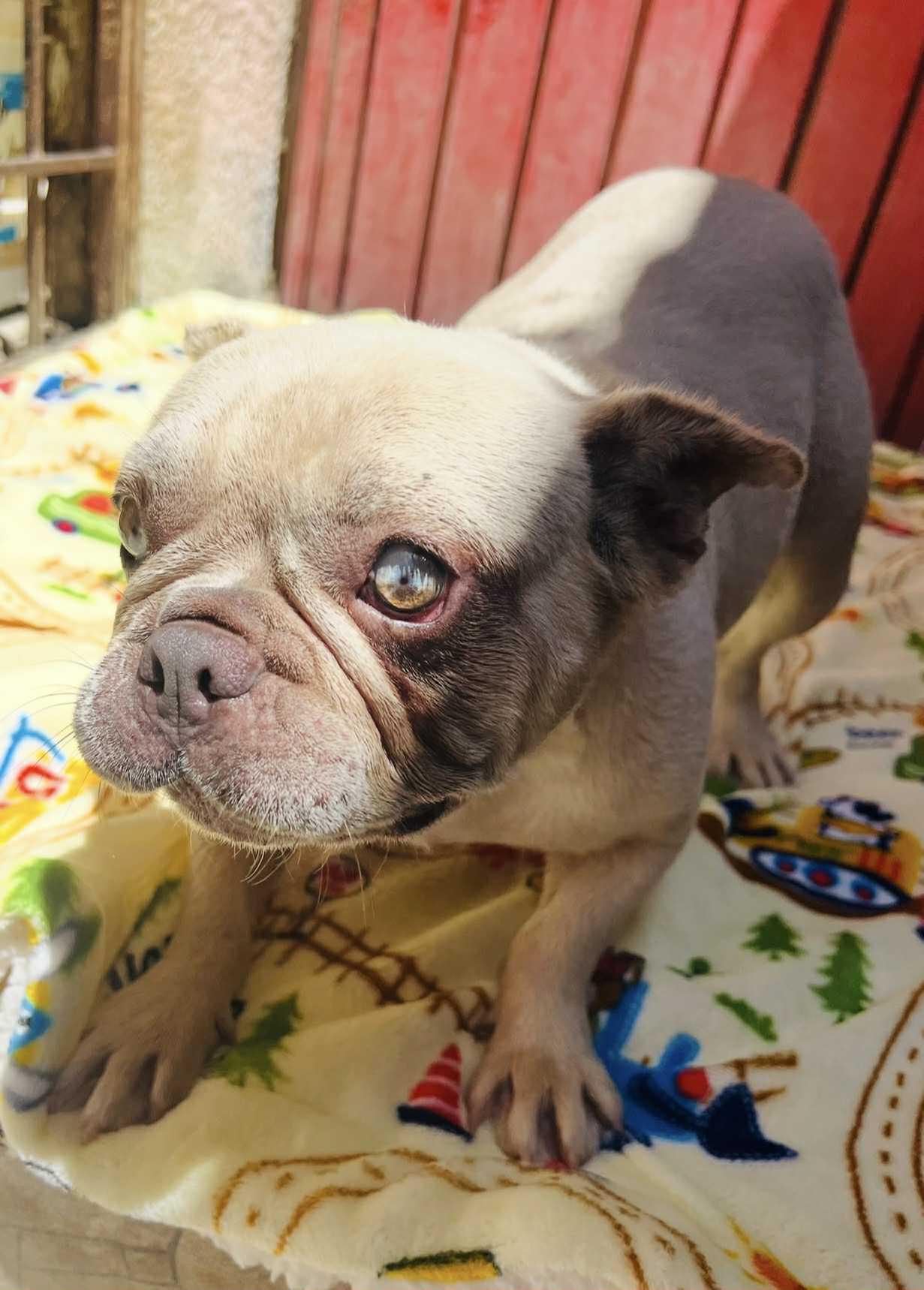 Enlarge Faith, a Adoptable French Bulldog in Rancho Santa Fe, CA image 3/4