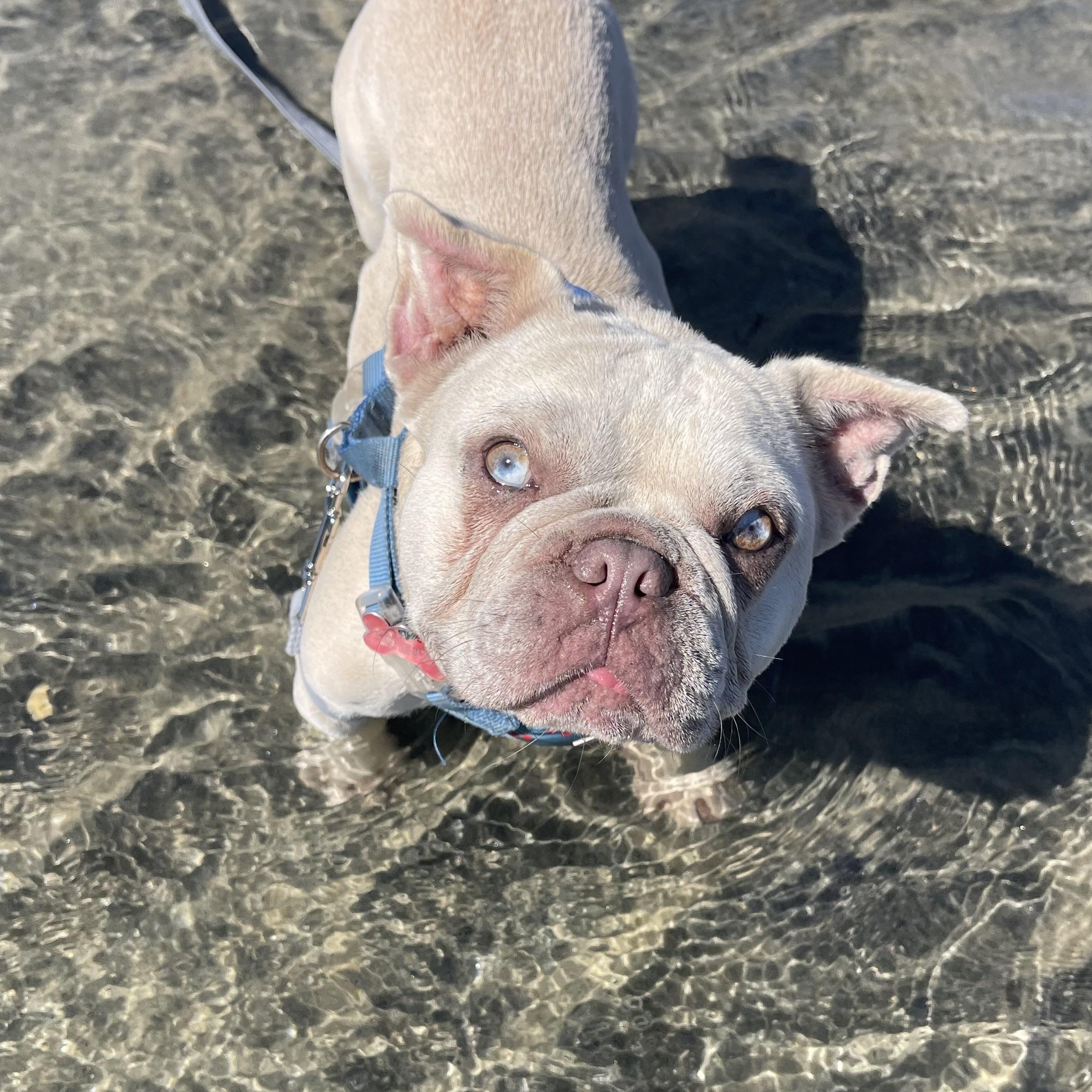 Enlarge Faith, a Adoptable French Bulldog in Rancho Santa Fe, CA image 1/5