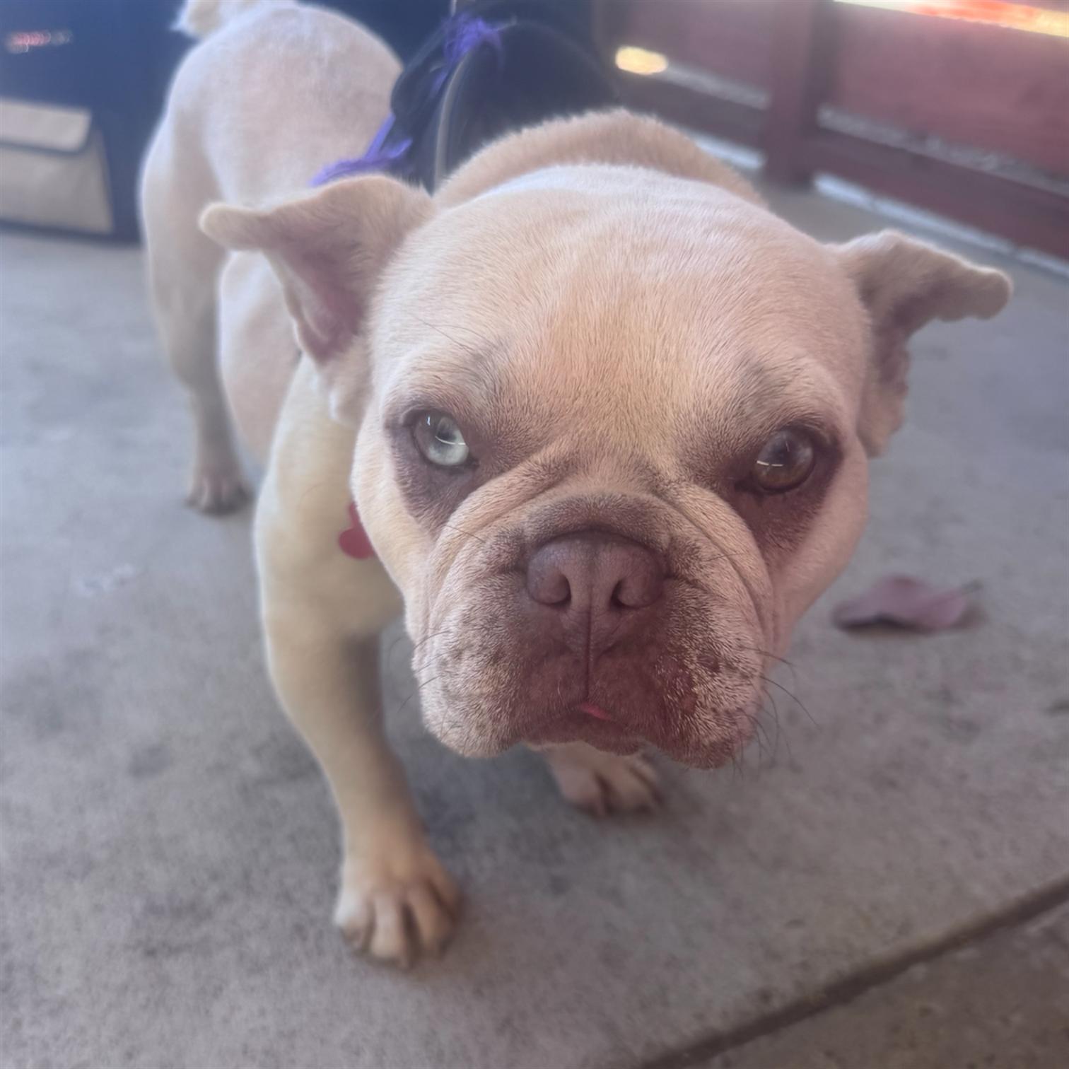 Enlarge Faith, a Adoptable French Bulldog in Rancho Santa Fe, CA image 4/5