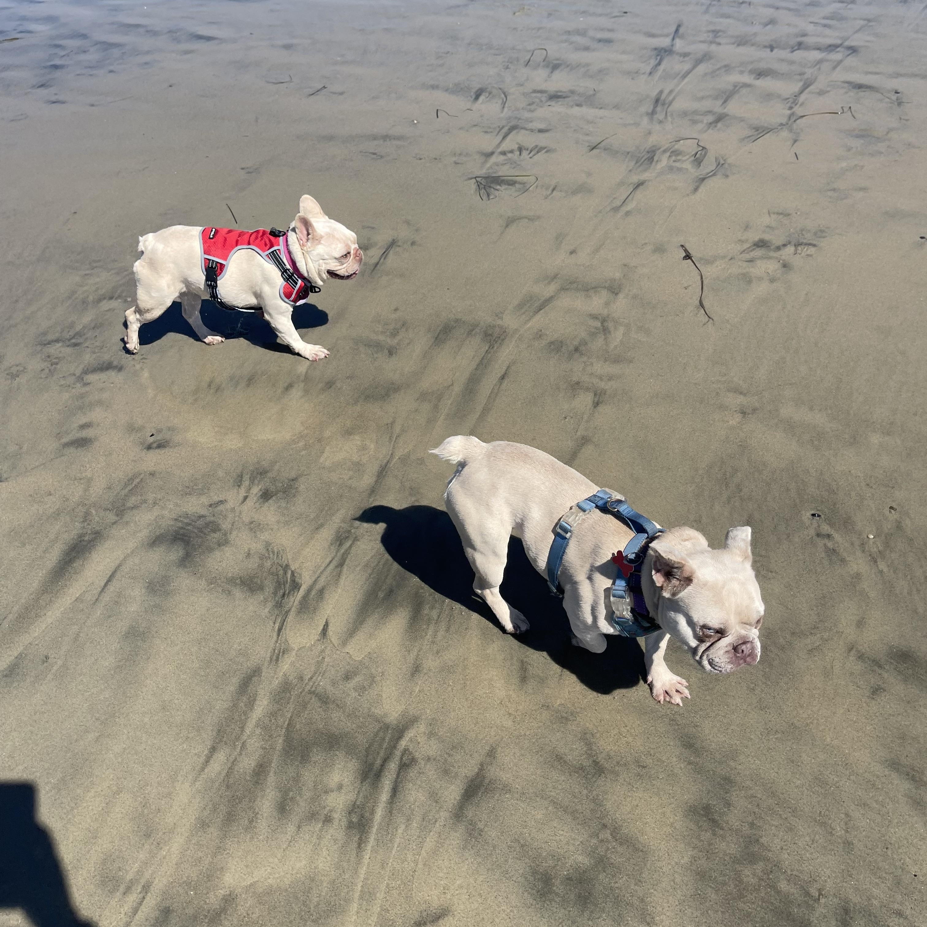 Enlarge Faith, a Adoptable French Bulldog in Rancho Santa Fe, CA image 2/5