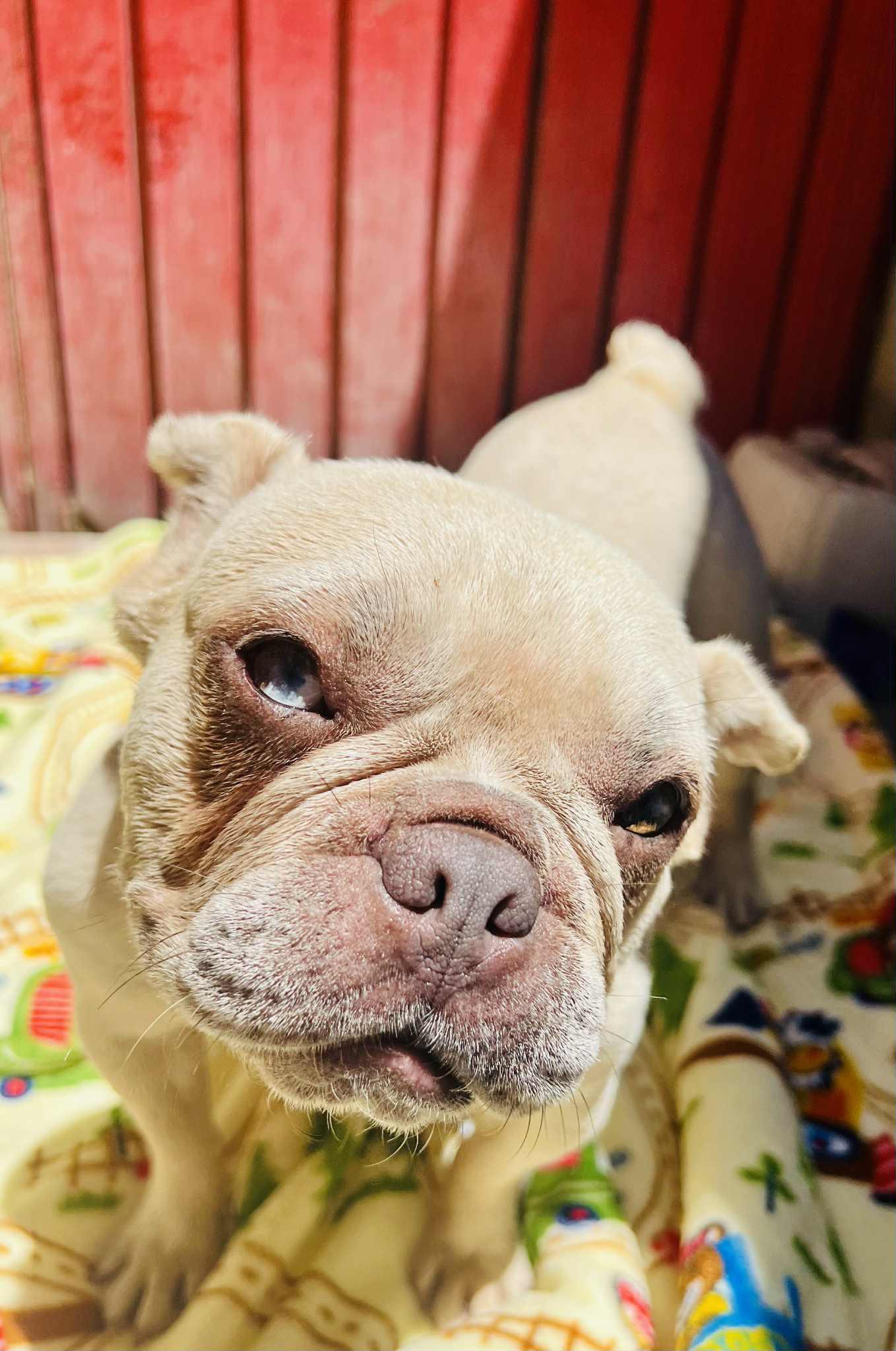 Enlarge Faith, a Adoptable French Bulldog in Rancho Santa Fe, CA image 4/4