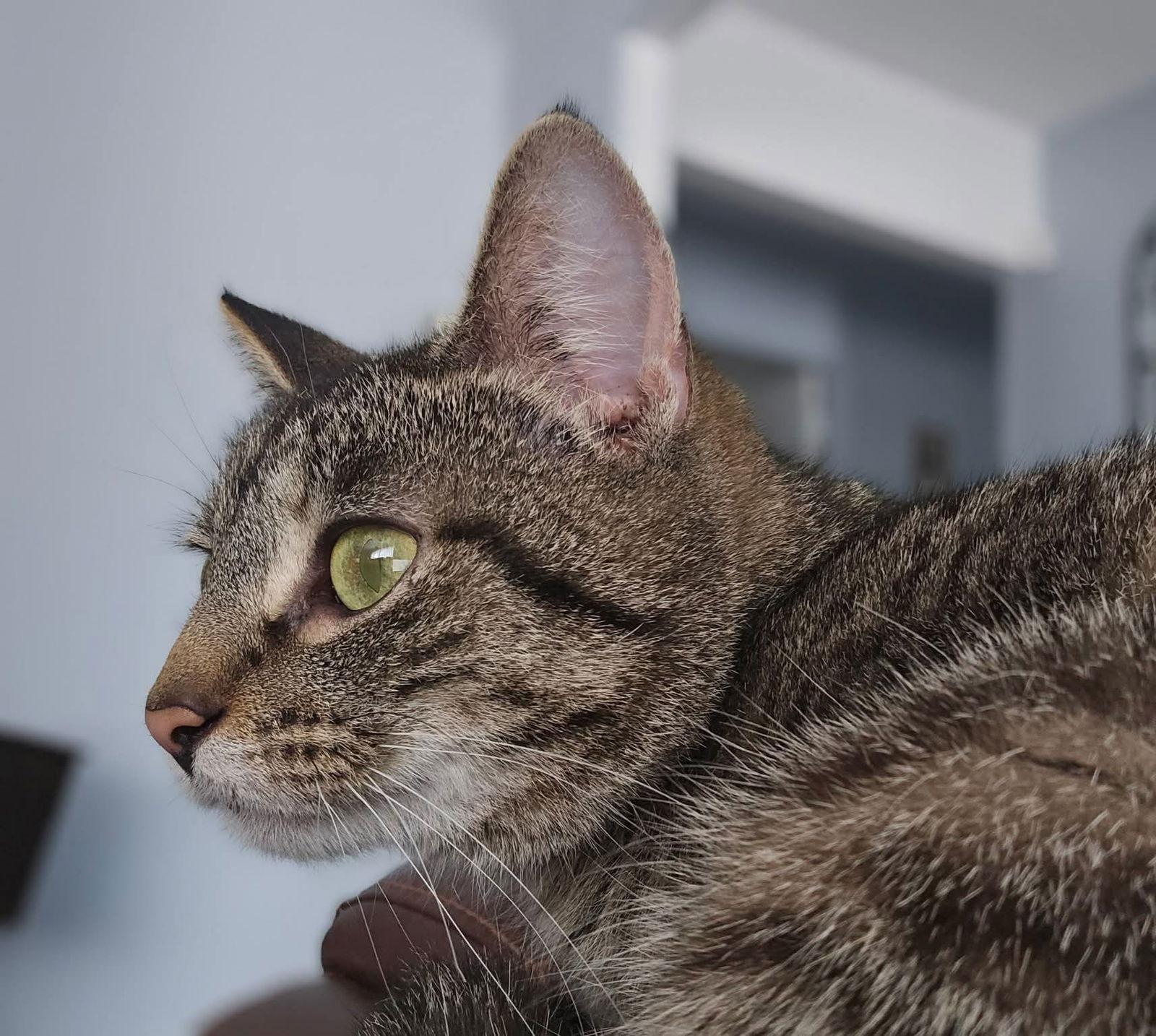 Enlarge Morel, a Adoptable mixed breed in Bay City, MI image 1/1