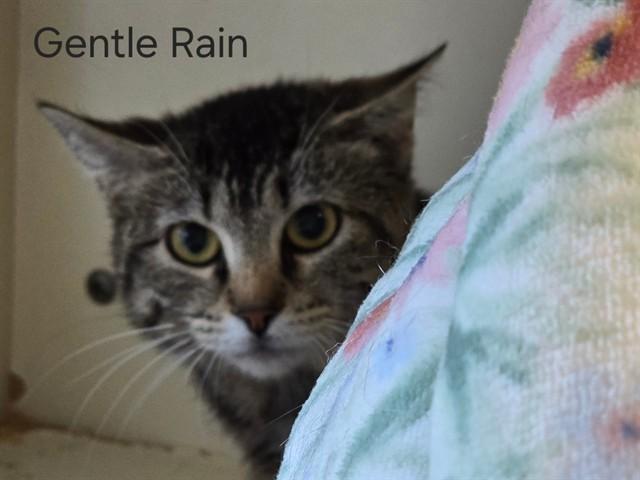 A GENTLE RAIN, Adoptable, Young Female Domestic Short Hair.