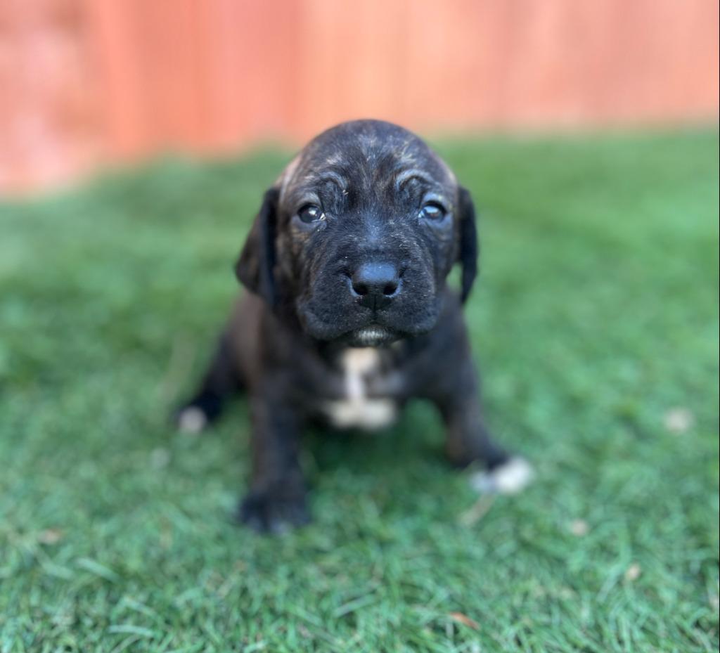 Jovie, Adoptable, Puppy Female Beagle & Terrier.