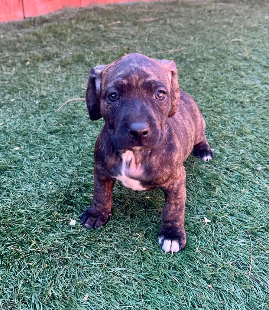 Enlarge Jovie, a Adoptable mixed breed in El Cajon, CA image 2/3