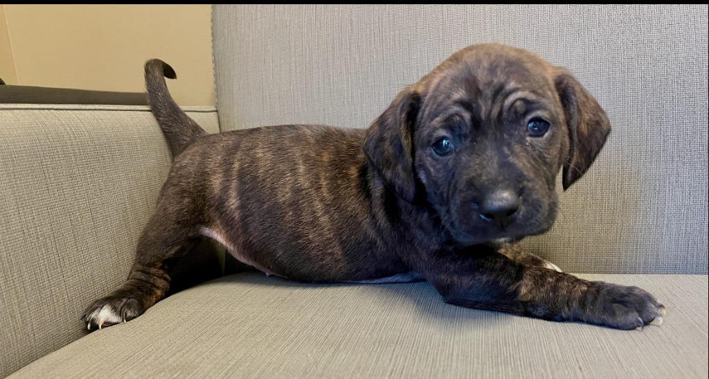 Enlarge Jovie, a Adoptable mixed breed in El Cajon, CA image 3/3